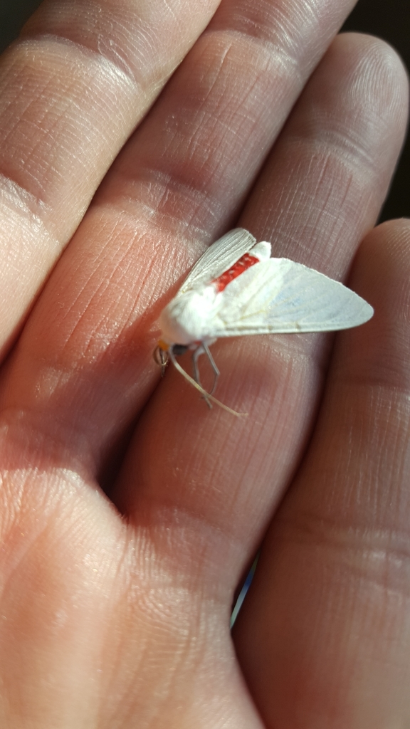 Snowy Eupseudosoma Moth