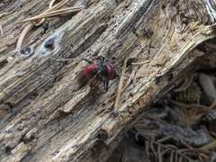 Phymonotus jacintotopos