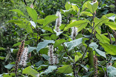 Leucosceptrum canum