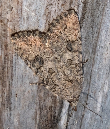 Nutmeg Moth photo 6