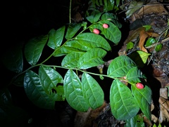 African long pepper (Ptychopetalum)