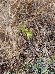 Asclepias fulva