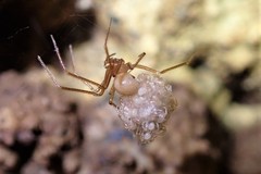 Nesticidae