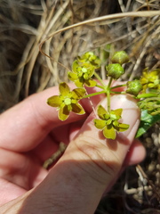 Asclepias fulva