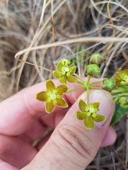 Asclepias fulva