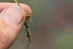 Utricularia gibba image