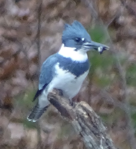 Belted Kingfisher photographed in Vermont