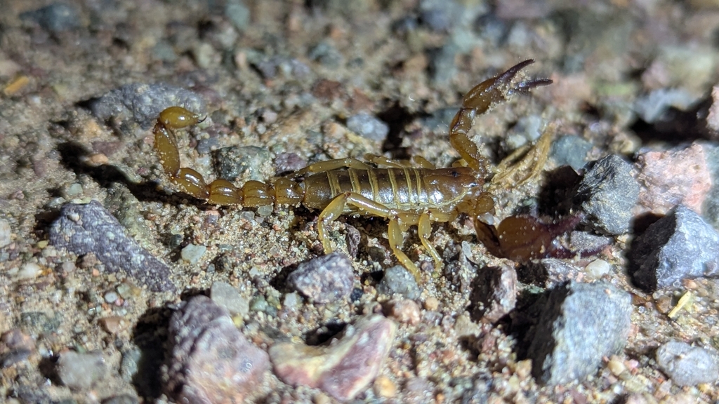 Ruby Rock Scorpion