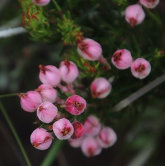 Erica holosericea