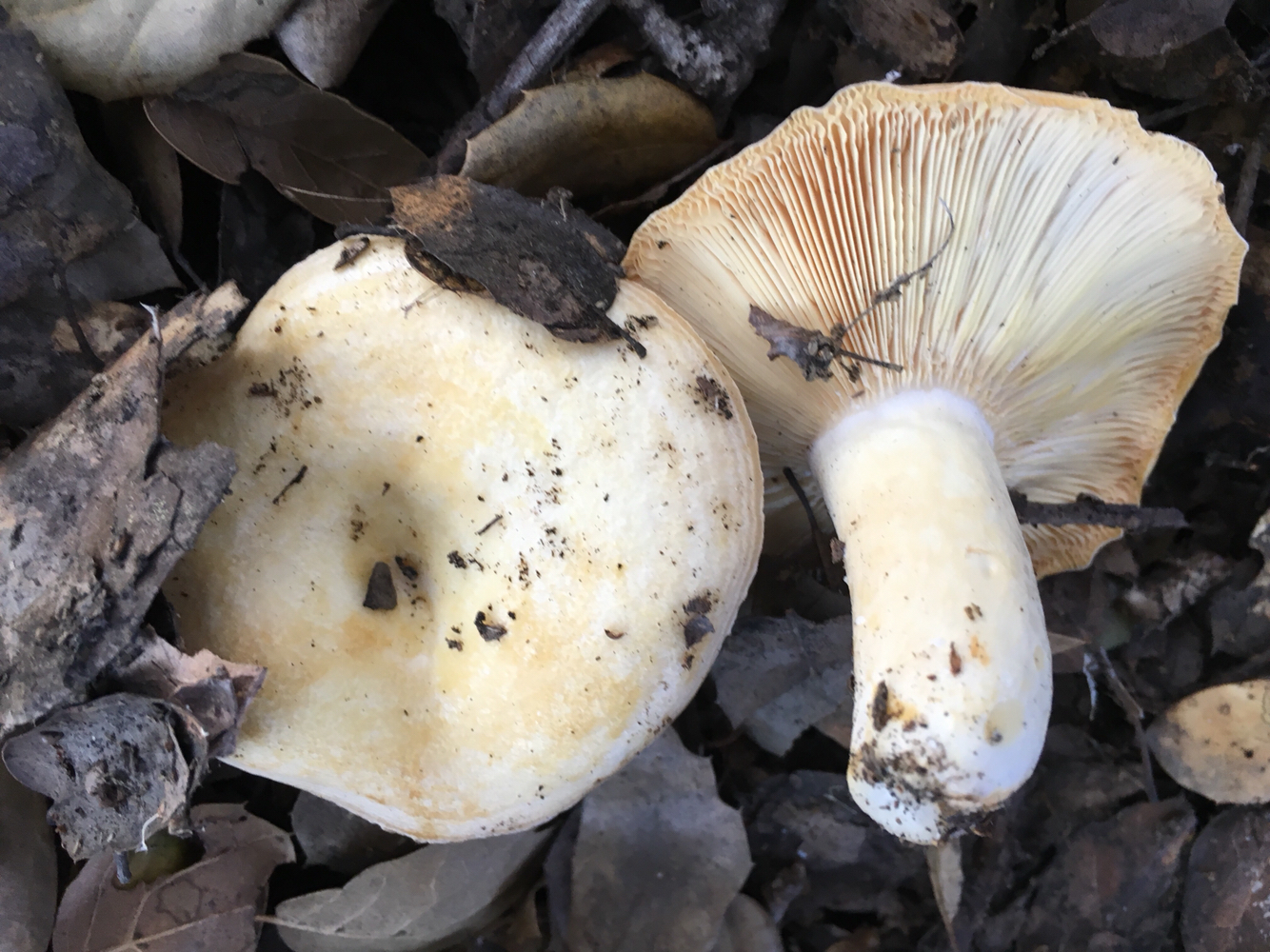 Lactarius alnicola image