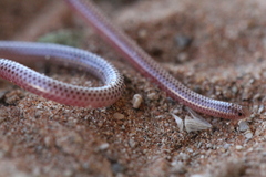 Western Thread Snake photo 3