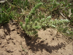 Glomeratae