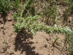 Glomeratae