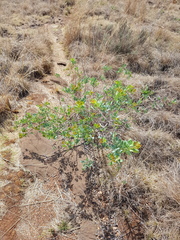 Searsia zeyheri