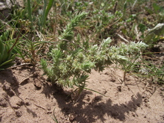 Glomeratae