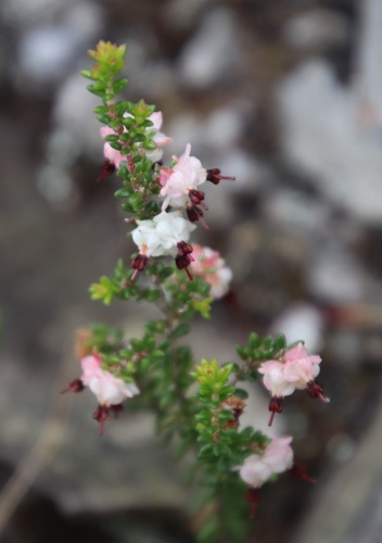 Image of Nipped Heath (Erica azaleifolia) by (c) Tony Rebelo, some rights reserved (CC BY-SA)