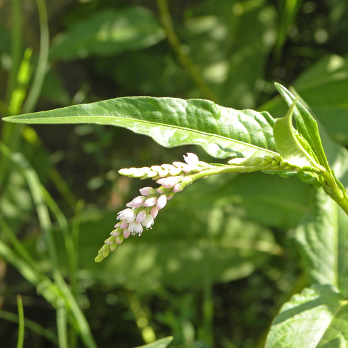 Persicaria pensylvanica iNat (3)