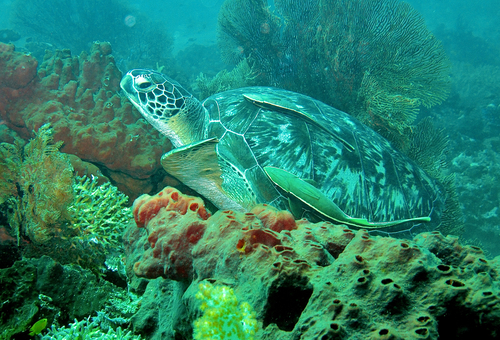 Green Sea Turtle (Chelonia mydas)