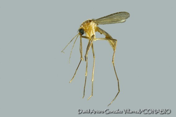 Deinocerites pseudes