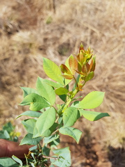 Searsia zeyheri