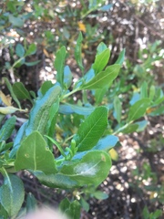Escallonia illinita