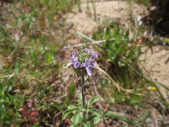 Chaenostoma pauciflorum
