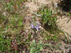 Chaenostoma pauciflorum