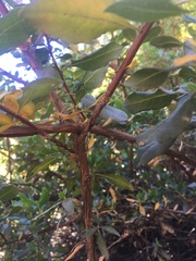 Escallonia illinita