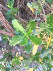 Escallonia illinita