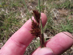 Cyperus durus