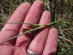Cyperus durus