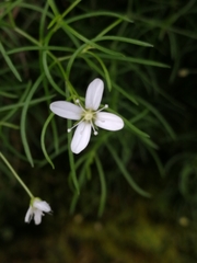 Moehringia muscosa