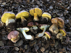 Butyriboletus querciregius