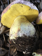 Butyriboletus querciregius