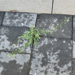 Capsella bursa-pastoris