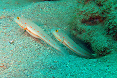 Valenciennea puellaris