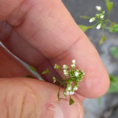 Capsella bursa-pastoris