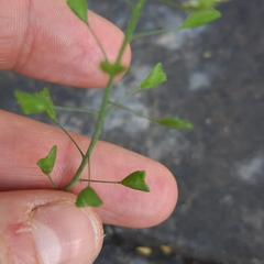 Capsella bursa-pastoris