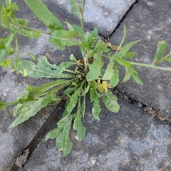 Capsella bursa-pastoris