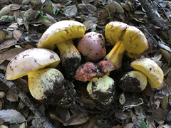 Butyriboletus querciregius