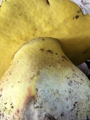 Butyriboletus querciregius