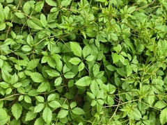 Causonis japonica, photograph 振远 王, CC BY, iNaturalist via GBIF