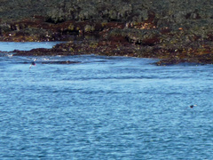 Cepphus grylle arcticus