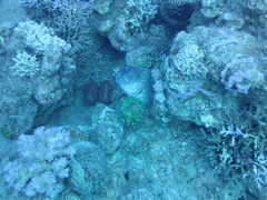 Gymnothorax nudivomer