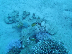 Chaetodon austriacus