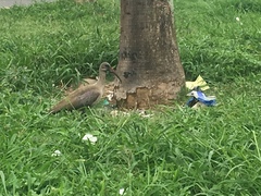 Bostrychia hagedash hagedash