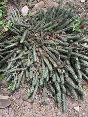 Echinocereus berlandieri