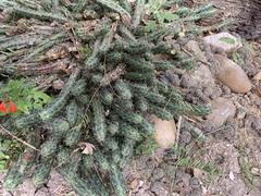 Echinocereus berlandieri