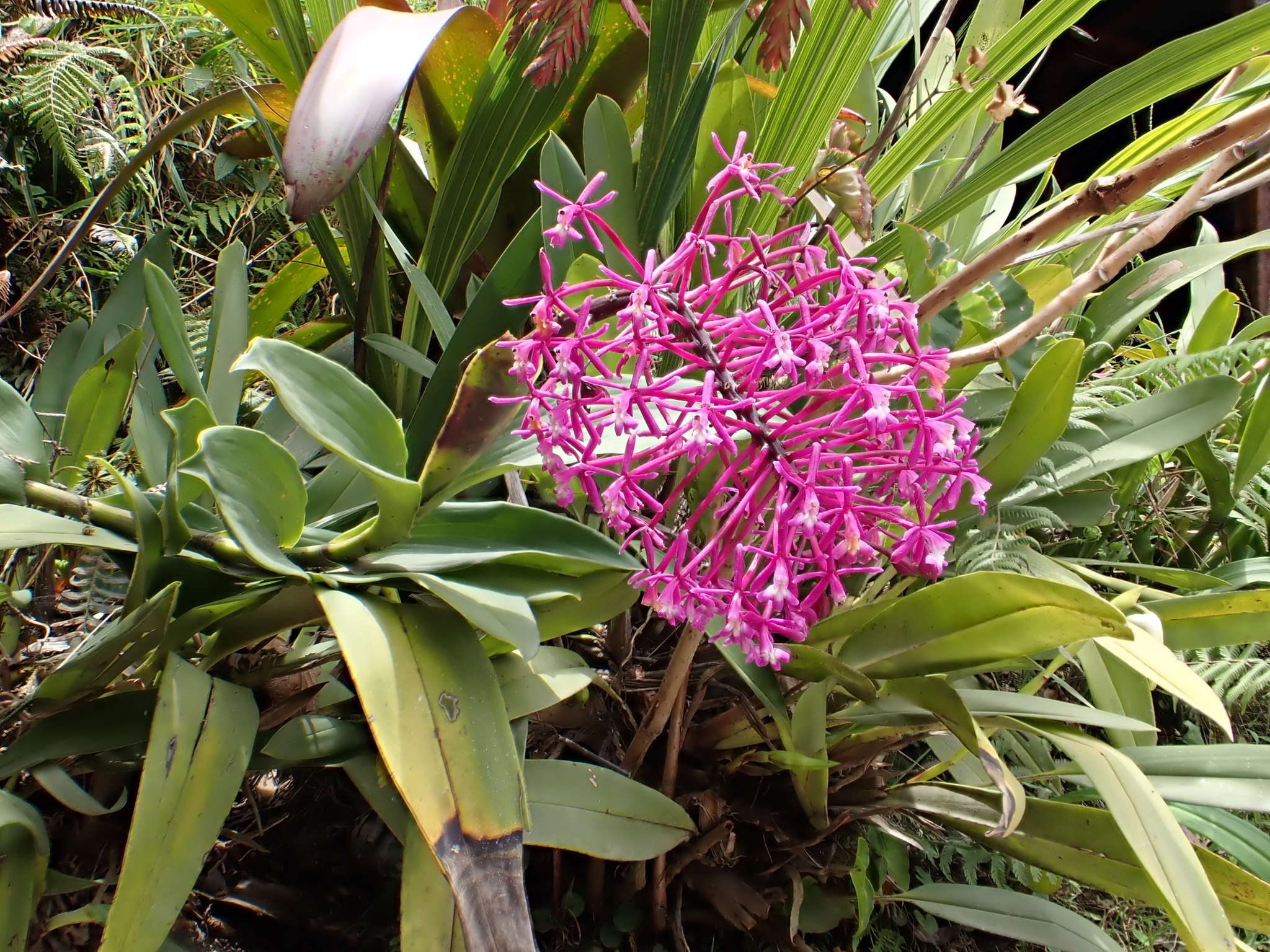 Epidendrum syringothyrsus Rchb.f. 2