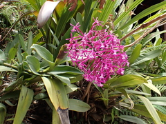 Epidendrum syringothyrsus
